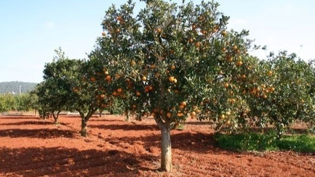 Campo naranjos Campo naranjos