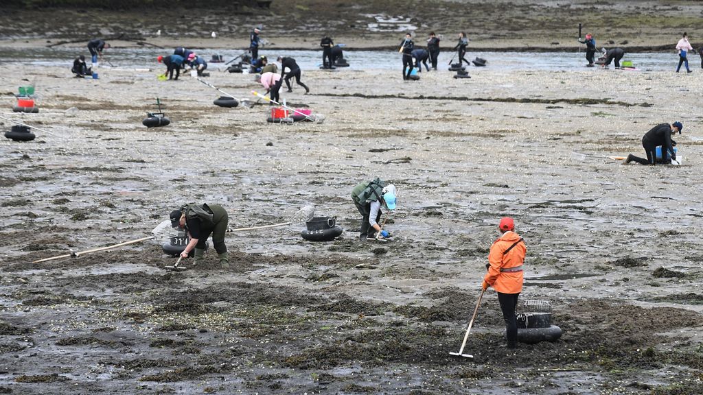 Marisqueo en Esteiro (Muros, A Coruña)