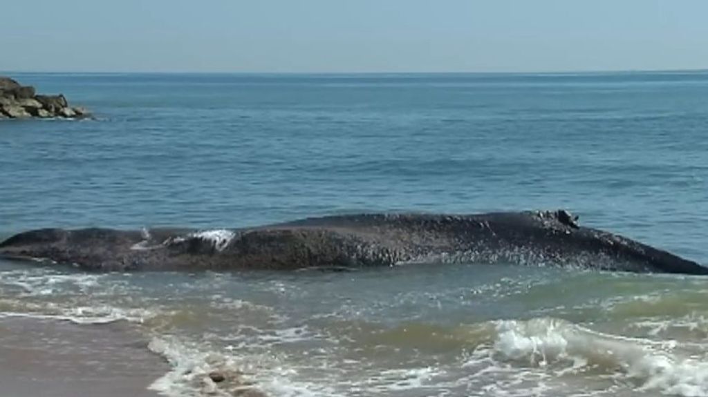 Muere ballena rescatada en Mallorca