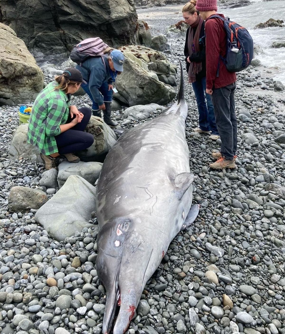 Una "ballena delfín" de una especie misteriosa aparece muerta en California