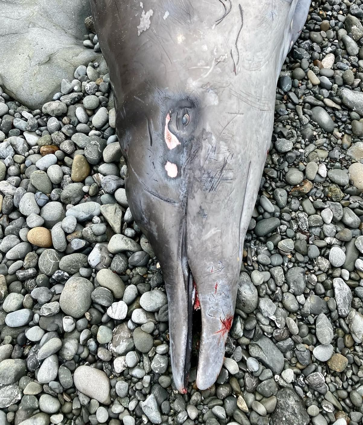 Una "ballena delfín" de una especie misteriosa aparece muerta en California