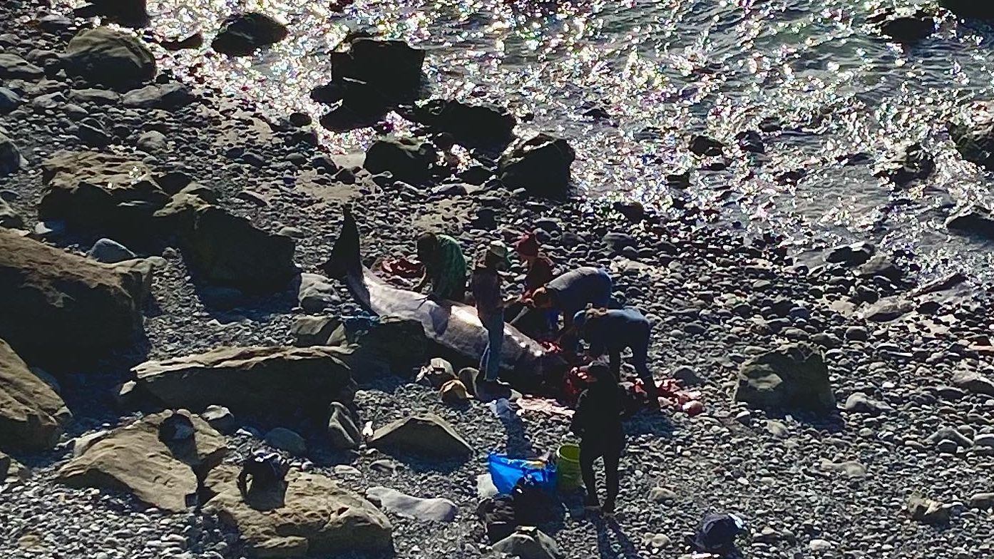 Una "ballena delfín" de una especie misteriosa aparece muerta en California