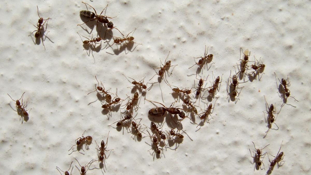 EuropaPress 3280597 imagen grupo hormigas argentinas