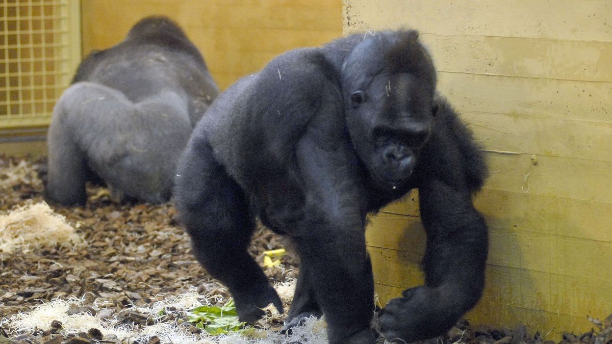 Gorilas de un zoo de Cantabria