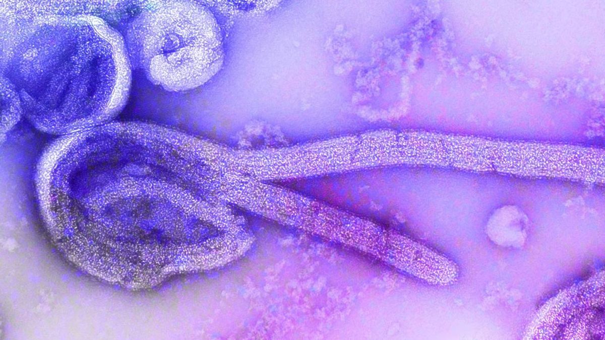 Zoonosis: la clave detrás de las últimas alertas sanitarias Zoonosis: la clave detrás de las últimas alertas sanitarias