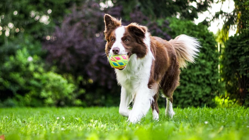 La prevalencia del gusano del corazón en perros crece en España