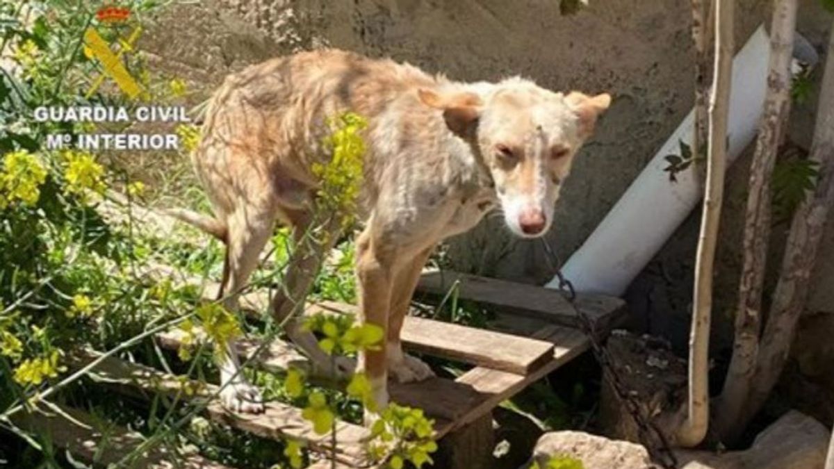 Tres investigados en Granada capital por maltrato animal a nueve perros