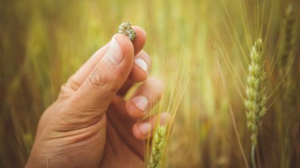 Dejar el trigo para evitar la subida de precios: "Existen otros cereales como alternativa, no hace falta comer insectos"
