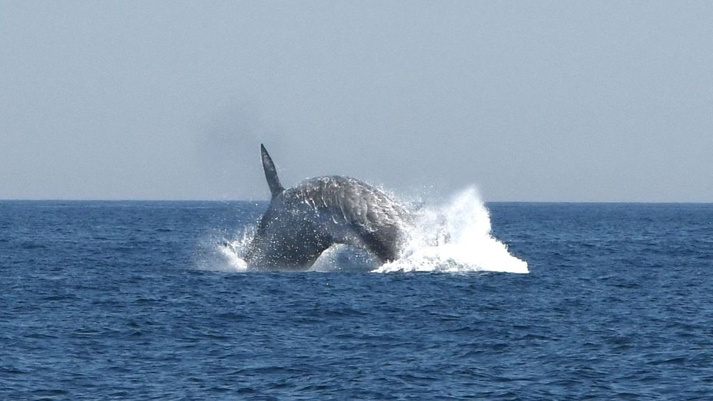 El rorcual común es la ballena más grande del Mediterráneo