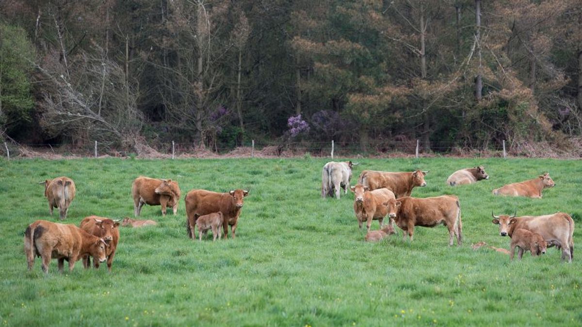 Un rebaño de vacas pasta en A Fonsagrada (Lugo). Un rebaño de vacas pasta en A Fonsagrada (Lugo).