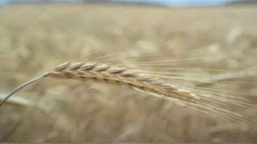 El precio del pan, por las nubes: qué pueden hacer Europa y España para paliar la crisis del trigo