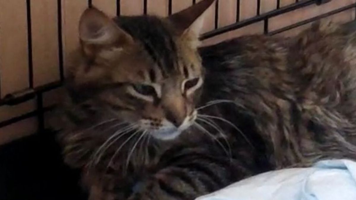 Gato malherido colegio Alhaurín de la Torre Gato malherido colegio Alhaurín de la Torre
