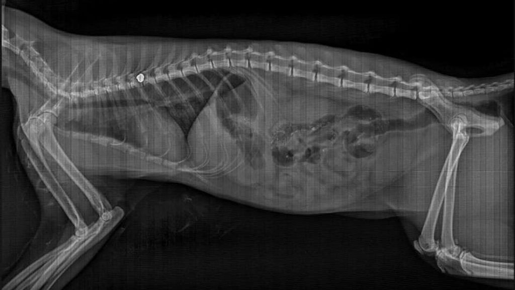 Radiografía del gato en la que se ve el plomillo en la columna vertebral