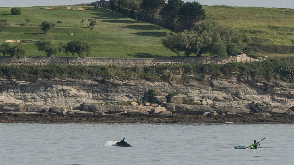 Un grupo de unos cinco delfines se acerca a El Sardinero en busca de comida