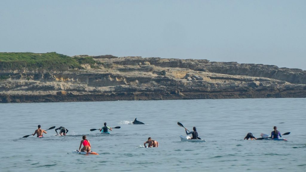 Un grupo de unos cinco delfines se acerca a El Sardinero en busca de comida