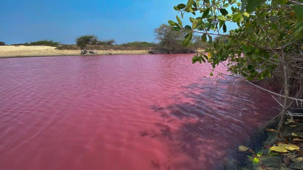 Una laguna en Oaxaca, México, se tiñe de rosa