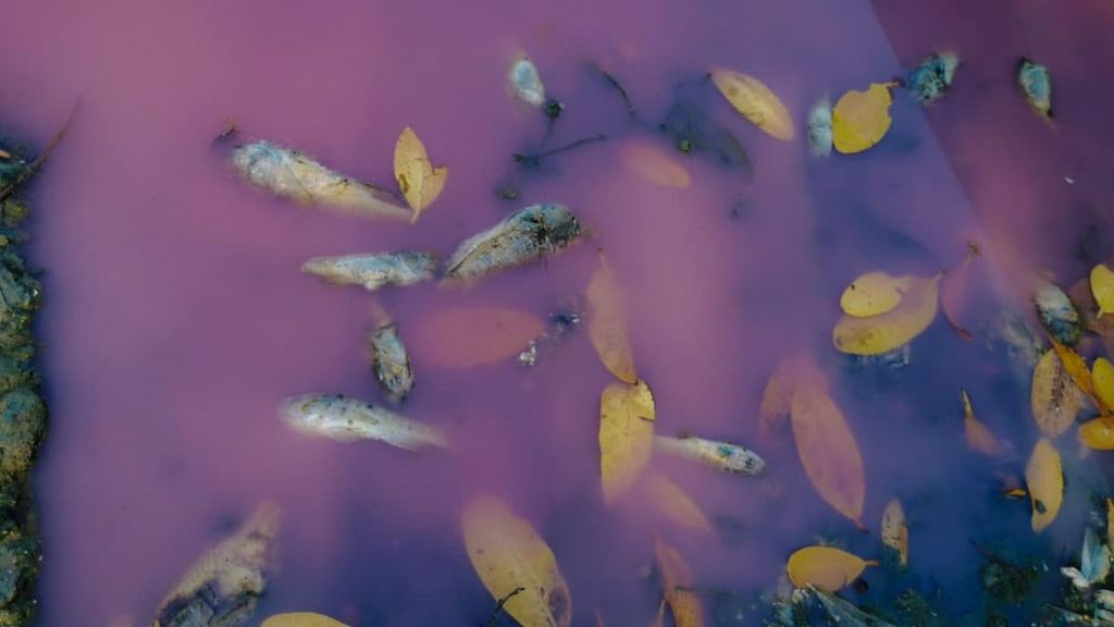 Una laguna en Oaxaca, México, se tiñe de rosa