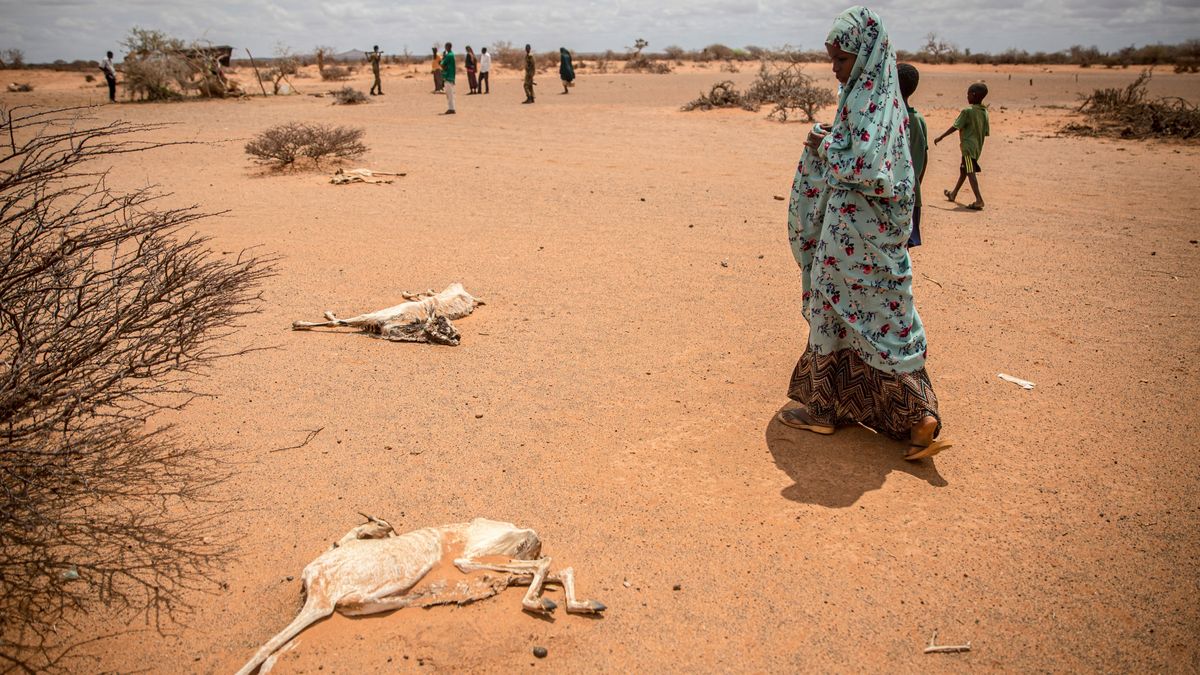 Alerta máxima en el este de África por la sequía