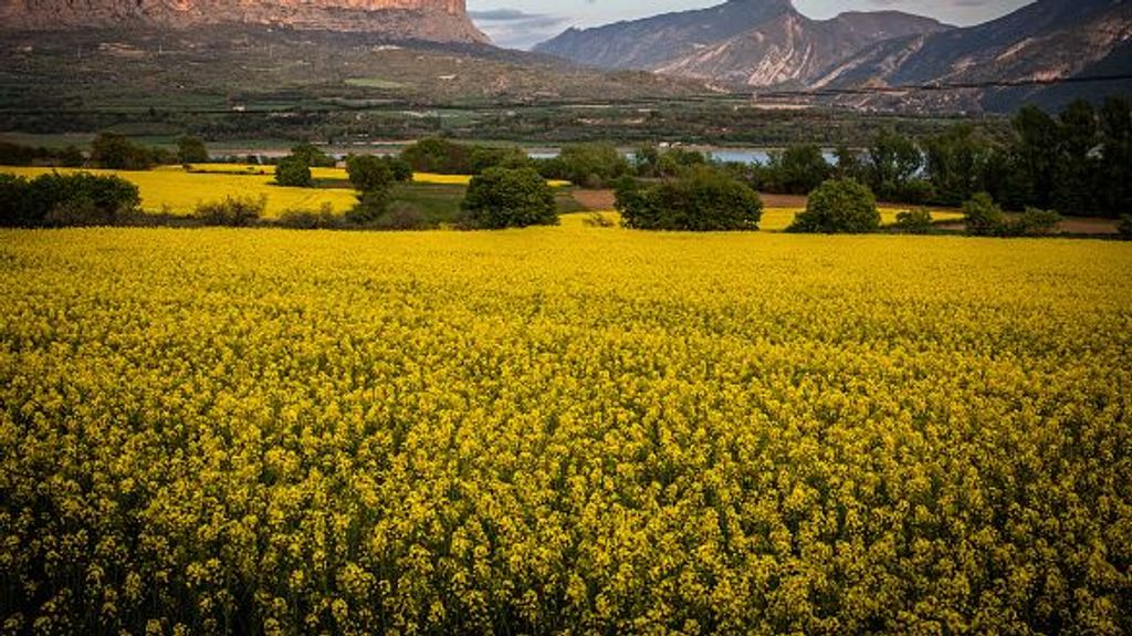 El lento despegue del aceite de colza en España: "No merece su mala fama"