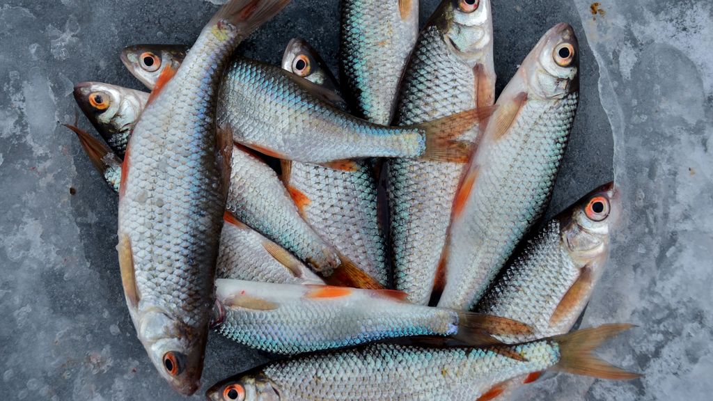 El pescado es uno de los grandes protagonistas de la dieta atlántica
