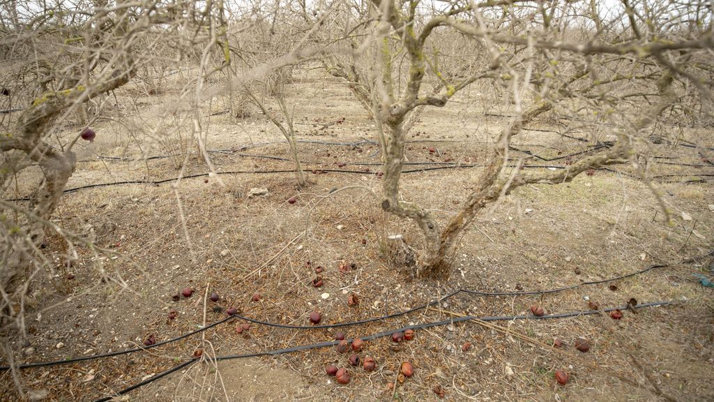 Los cultivos se echan a perder en el Cuerno de África por la sequía