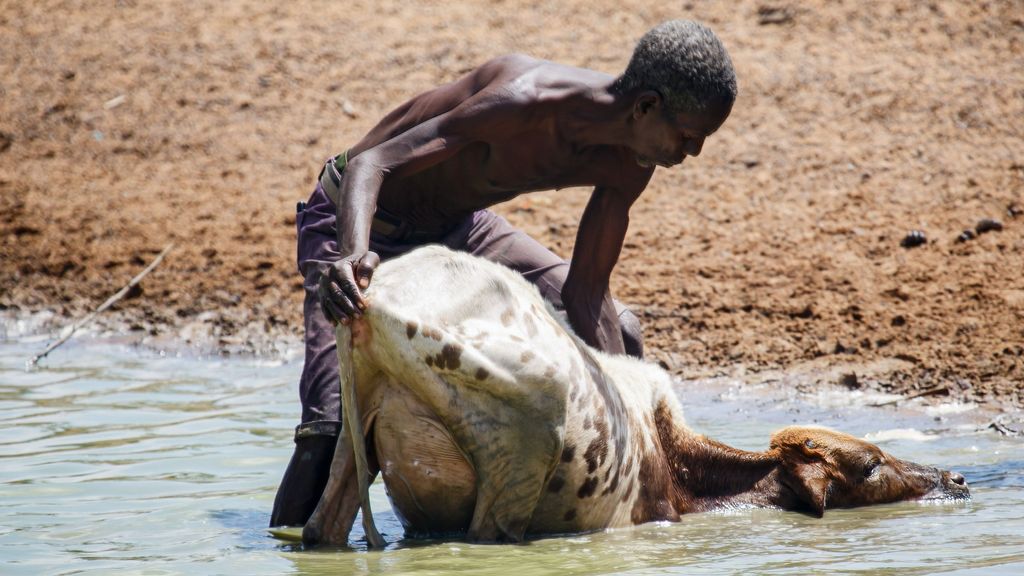 Sequía mata al ganado en el Cuerno de África
