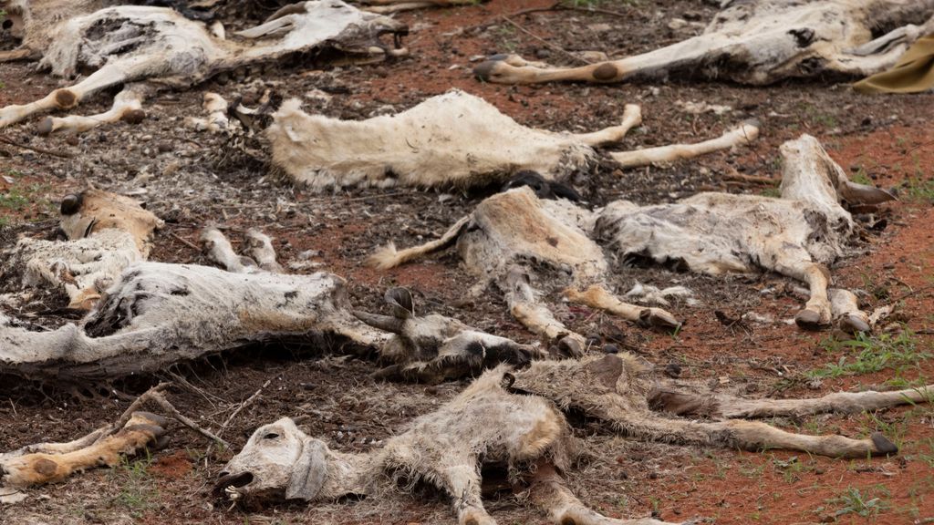 Sequía mata al ganado en el Cuerno de África