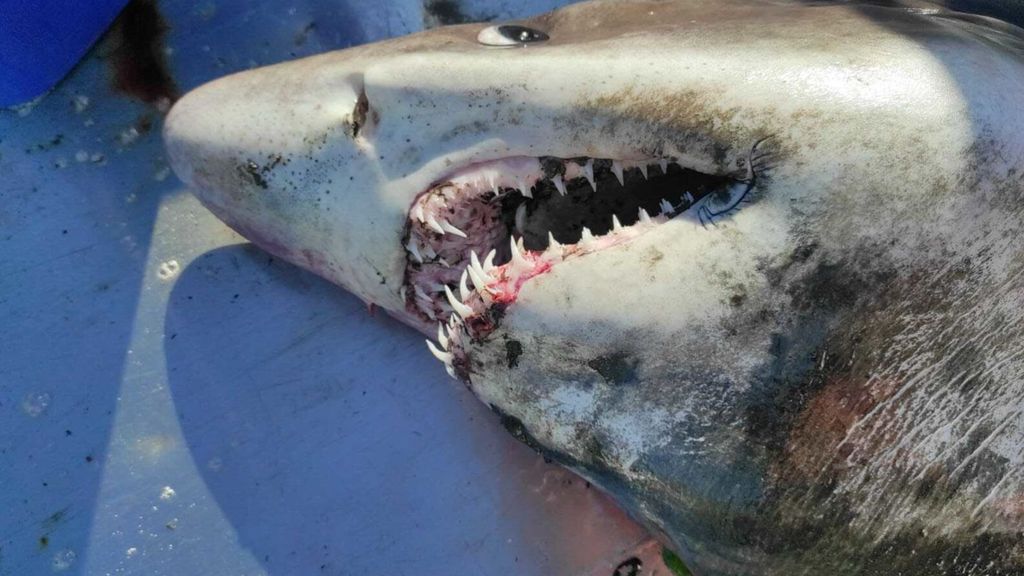 Aparece en la ría de Arousa una especie de tiburón nunca vista en Galicia