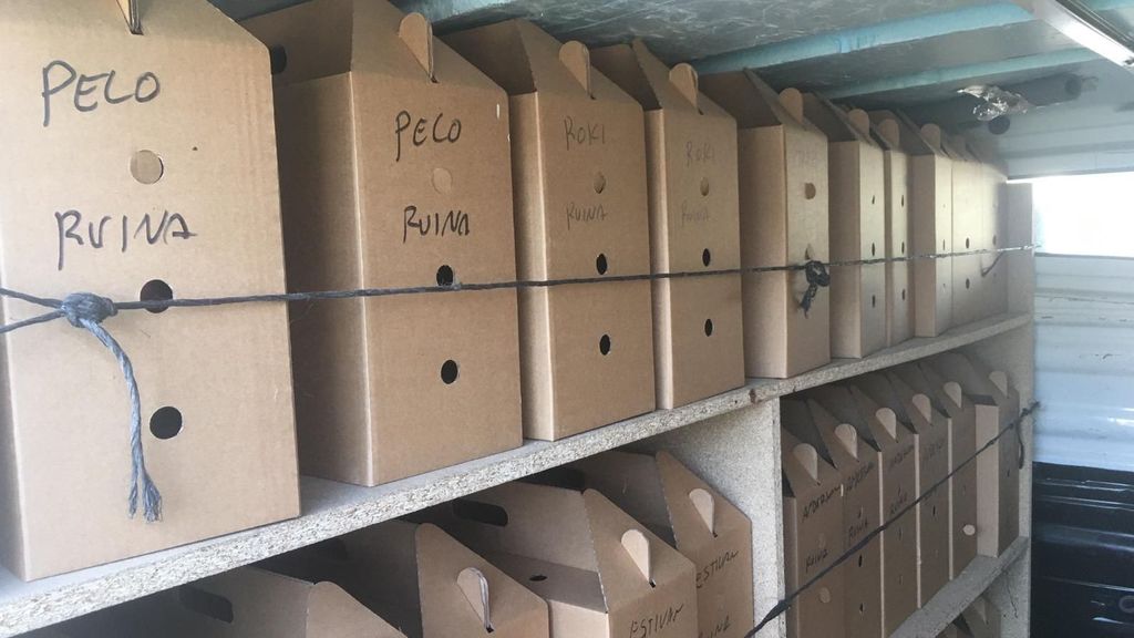 Cajas donde transportaban a los gallos