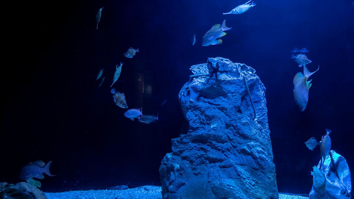 Nuevo tanque del Aquarium Finisterrae