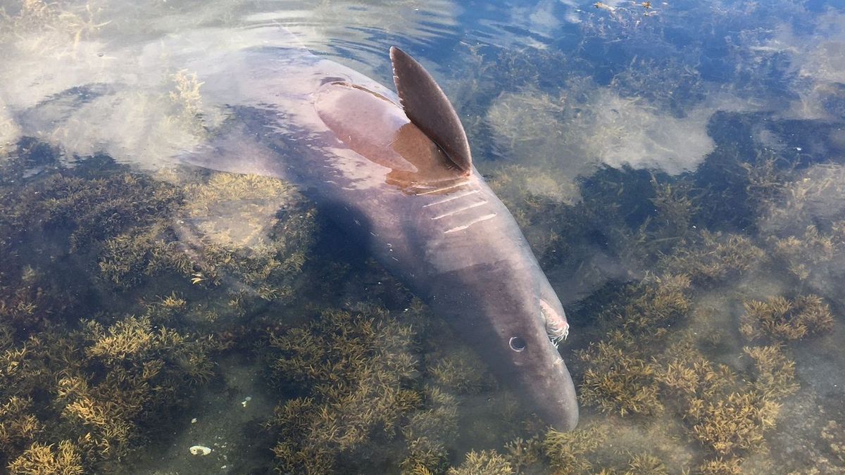 Un tiburón solrayo de 3,5 metros ha sido descubierto en la ría de Arosa, Pontevedra, una especie nunca vista hasta ahora en Galicia