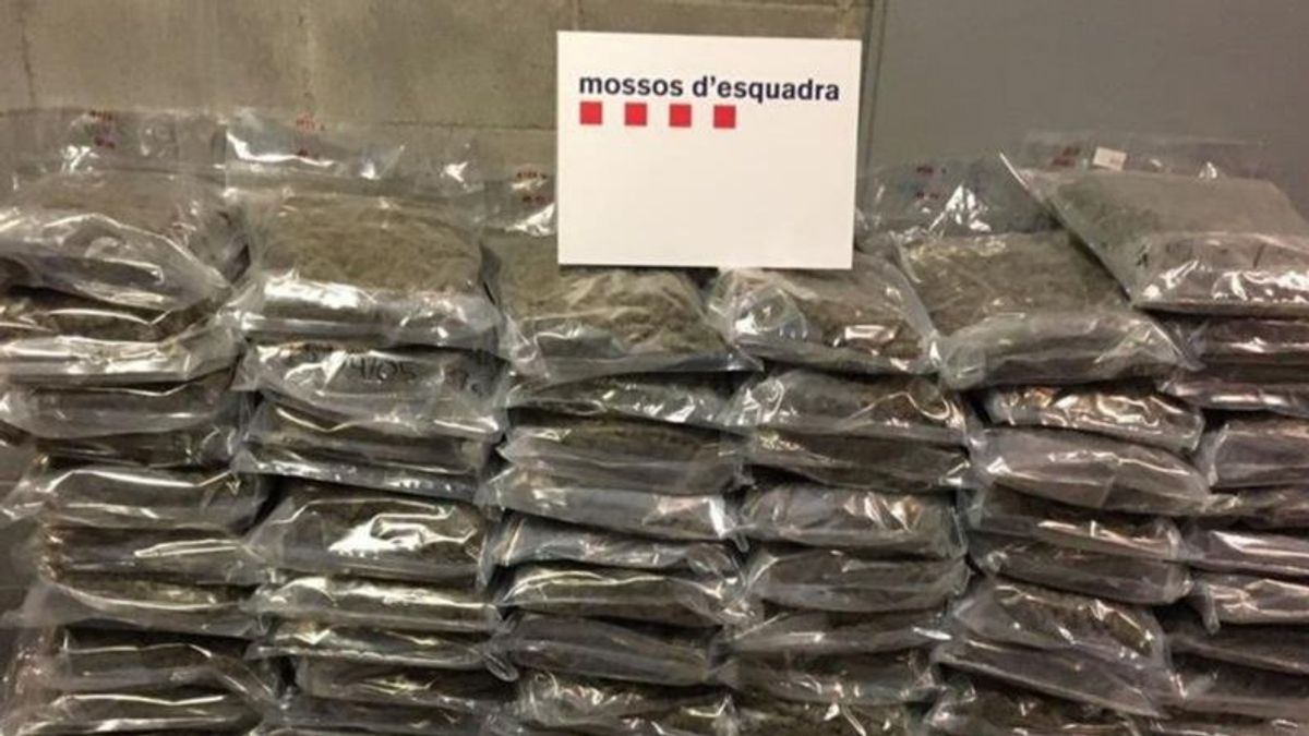 Mossos marihuana Mossos marihuana