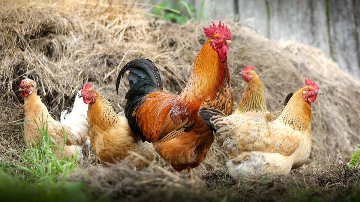 Varias gallinas y un gallo Varias gallinas y un gallo