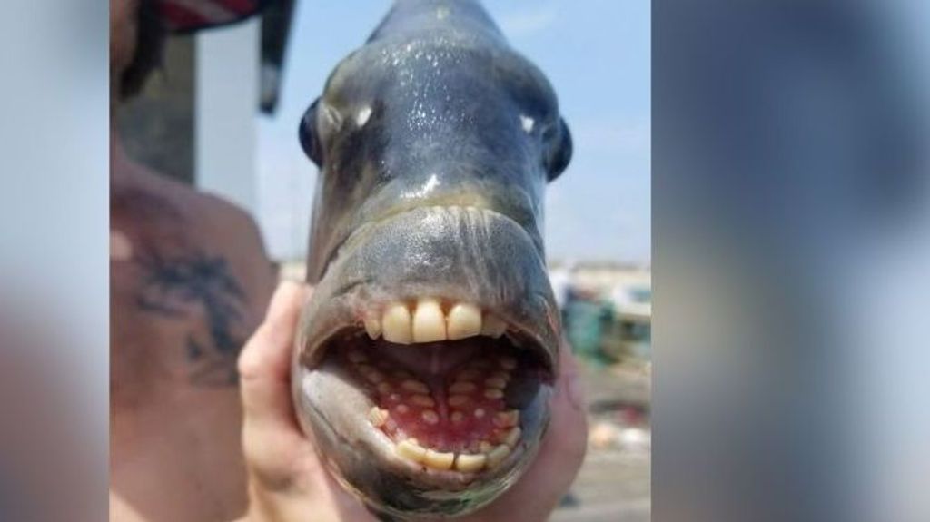 Sargo chopa: así es el terrorífico pez con “dientes humanos” y una aleta dorsal afilada