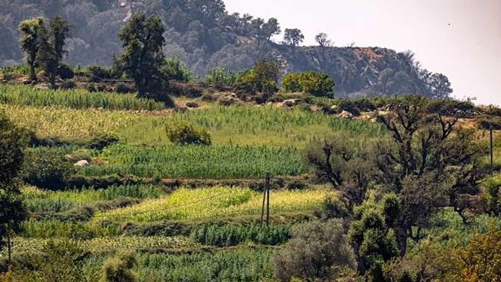 Campo de cannabis en la región de Chefchaouen, en el norte de Marruecos, el 17 de agosto de 2021