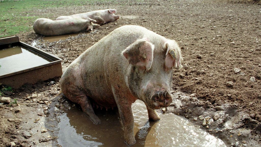 Cerdos al aire libre en una granja.