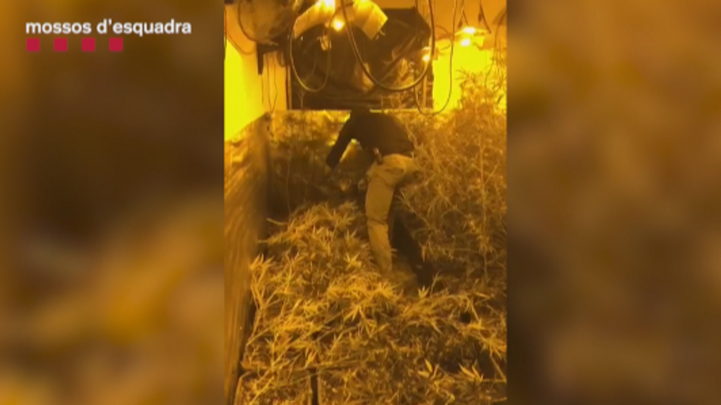 Desmantelan dos plantaciones de marihuana en el Empordà