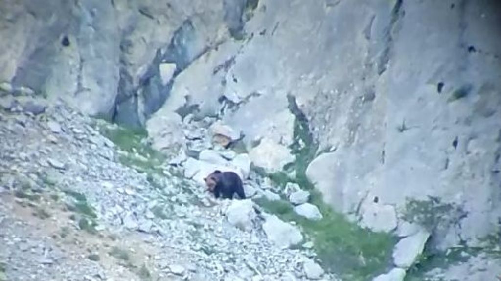 La pelea entre dos osos en Palencia acaba con ambos despeñados y uno muerto
