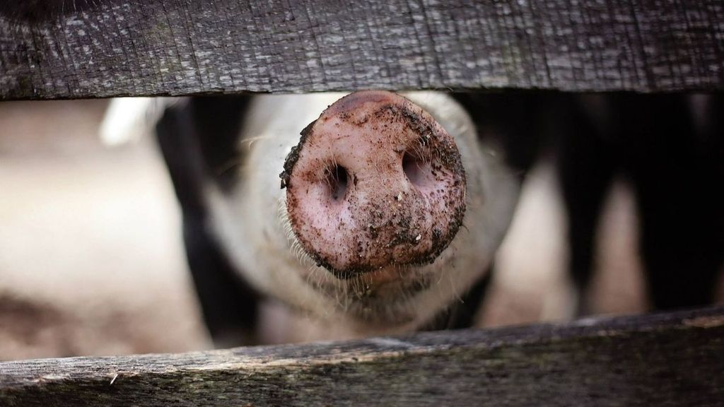 La peste porcina africana amenaza al sector del porcino.