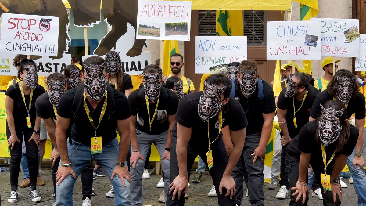 Protesta en Italia por el avance de la peste porcina entre los jabalíes.