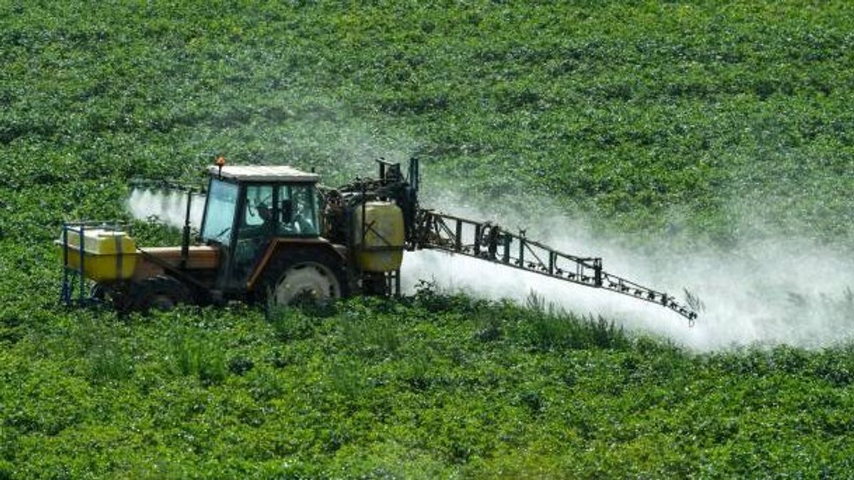 Un agricultor francés rocía con productos fitosanitarios una plantación en la localidad francesa de Méteren