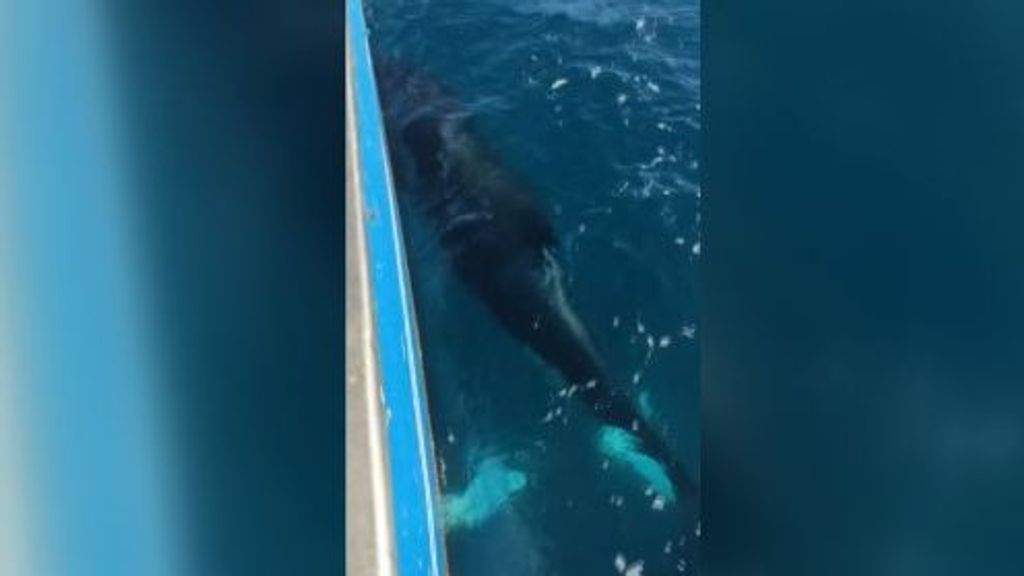 Ataque orcas en el Estrecho