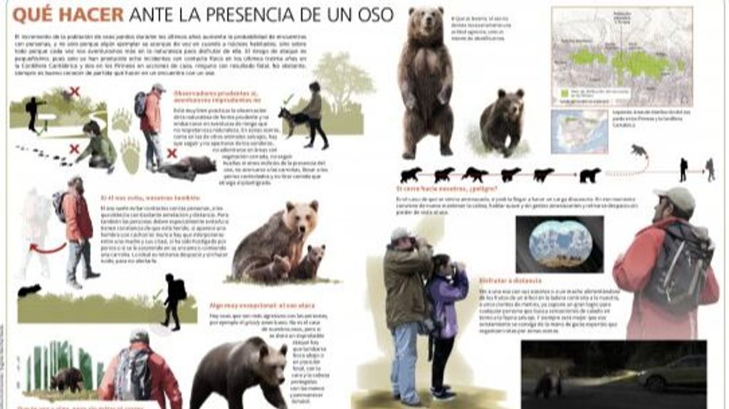 Qué hacer ante la presencia de un oso