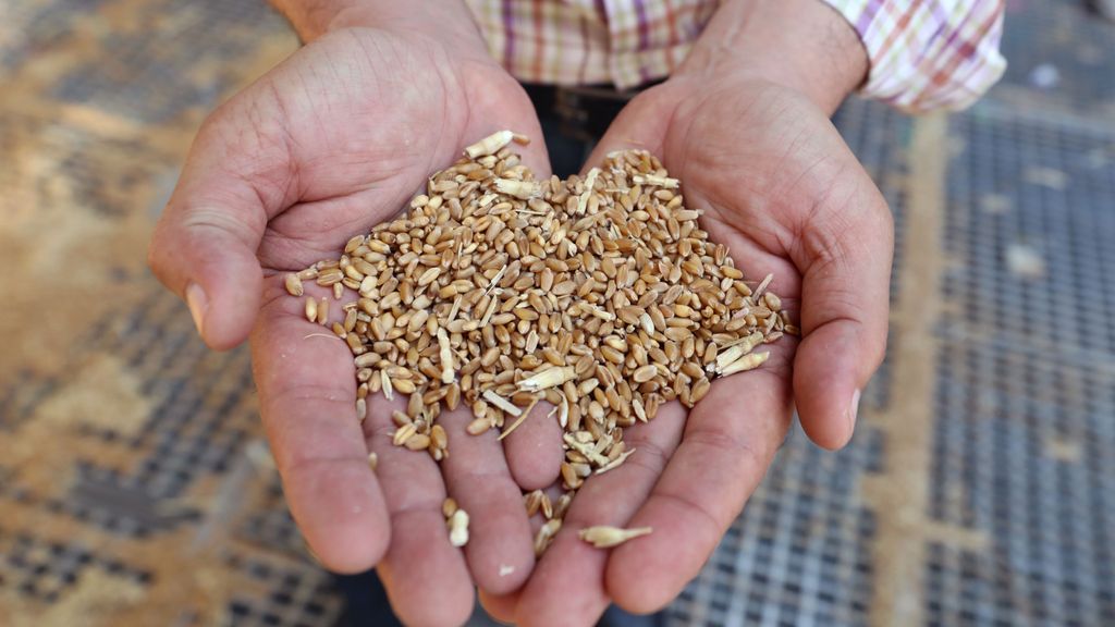 Rusia propone cuatro rutas para la exportación de cereales desde Ucrania