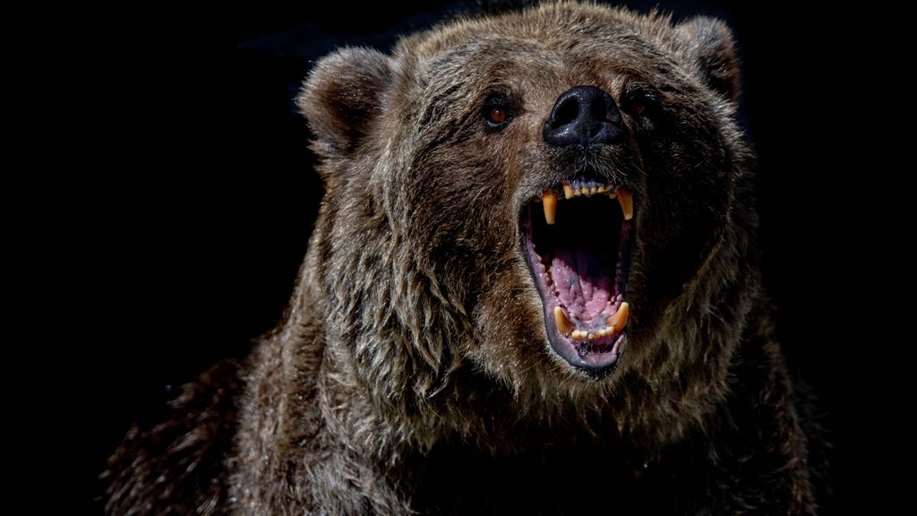 Un oso