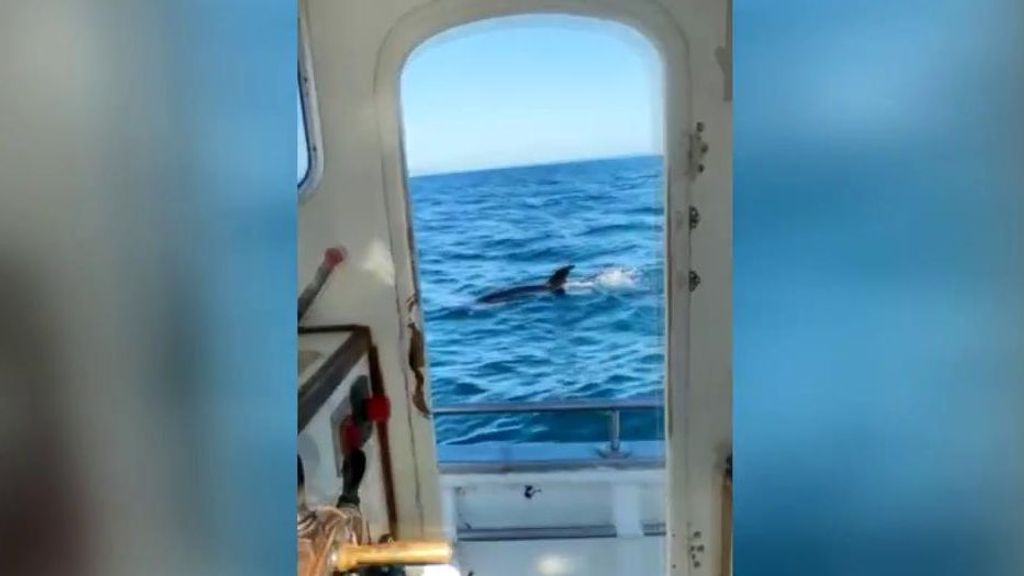 Un velero tiene que ser remolcado a puerto en Cádiz tras un ataque de orcas