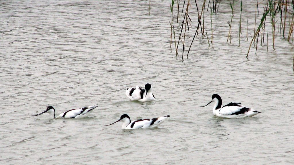 Aves silvestres
