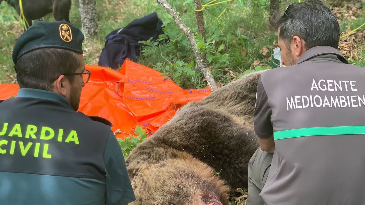Localizan un oso muerto en Palencia tras una pelea con una hembra con cría