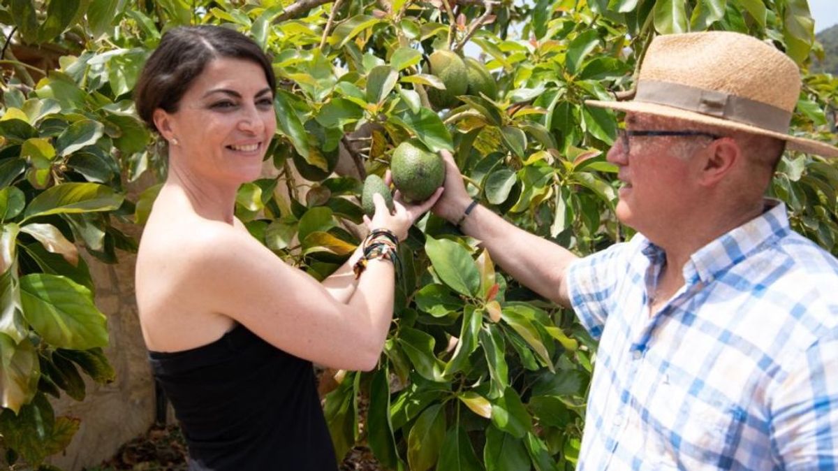 Macarena Olona en la plantación de aguacates Macarena Olona en la plantación de aguacates