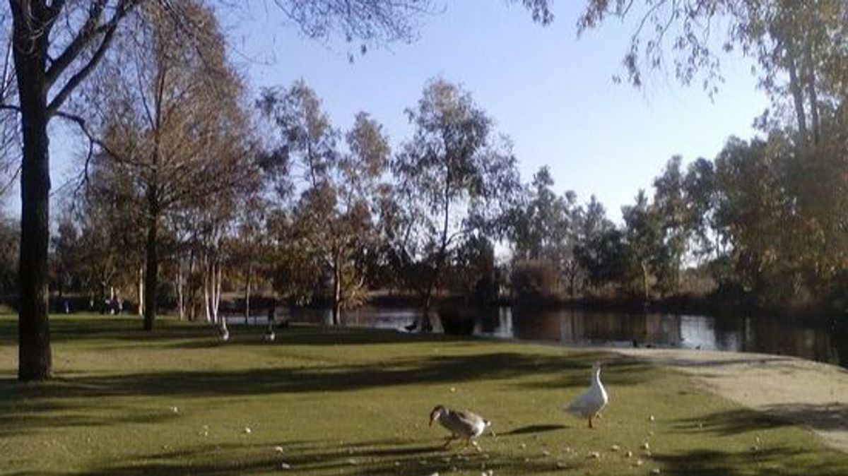 Patos en el Parque Tierno Galván